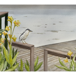 Black Crowned Night Heron