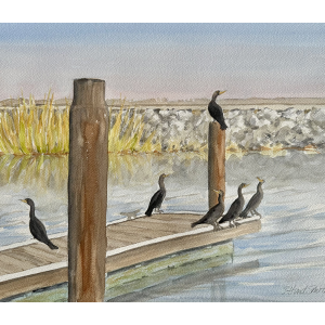 Cormorants