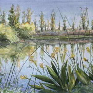 Lagoon with Yellow Canna Lilies