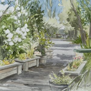 Oleanders by Walkway